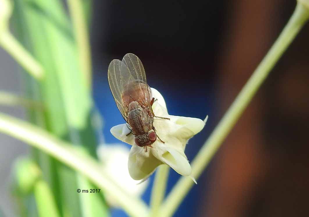 Lauxaniidae: cfr. Minettia sp.